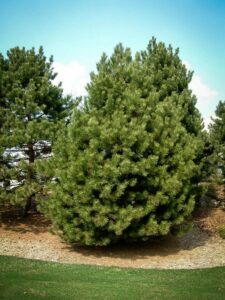 Сосна Чёрная (Pinus Nigra) купить по цене от 270.00р. в интернет-магазине «Посадика» с доставкой почтой в в Клине и по всей России – [изображение №1].