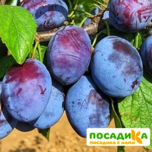 Слива Чачакская ранняя купить по цене от 229.00р. в интернет-магазине «Посадика» с доставкой почтой в в Клине и по всей России – [изображение №1].