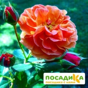 Роза Арабия купить по цене от 350.00р. в интернет-магазине «Посадика» с доставкой почтой в в Клине и по всей России – [изображение №1].