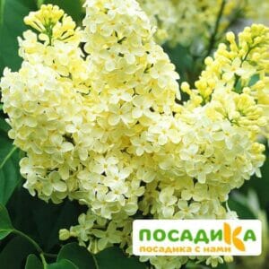 Сирень Примроуз (Primrose) купить по цене от 529.00р. в интернет-магазине «Посадика» с доставкой почтой в в Клине и по всей России – [изображение №1].