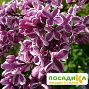 Сирень Сенсация купить по цене от 529.00р. в интернет-магазине «Посадика» с доставкой почтой в в Клине и по всей России – [изображение №1].