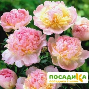 Пион Распберри Сандей (Paeonia Raspberry Sundae) купить по цене от 959р. в интернет-магазине «Посадика» с доставкой почтой в в Клине и по всей России – [изображение №1].