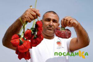 Клубника Гигант Джорнея купить по цене от 266р. в интернет-магазине «Посадика» с доставкой почтой в в Клине и по всей России – [изображение №1].