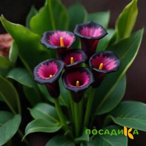 Калла Аура Лейс купить по цене от 400р. в интернет-магазине «Посадика» с доставкой почтой в в Клине и по всей России – [изображение №1].