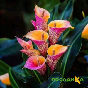 Калла Оникс купить по цене от 450р. в интернет-магазине «Посадика» с доставкой почтой в в Клине и по всей России – [изображение №1].