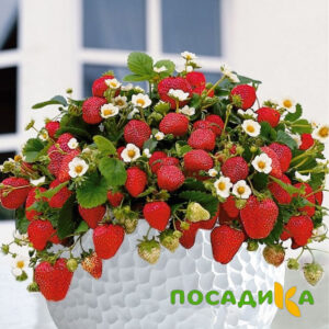 Клубника Рубиновый Шепот (горшечная) купить по цене от 240р. в интернет-магазине «Посадика» с доставкой почтой в в Клине и по всей России – [изображение №1].