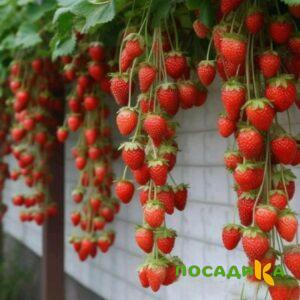 Клубника вьющаяся Комплимент купить по цене от 470р. в интернет-магазине «Посадика» с доставкой почтой в в Клине и по всей России – [изображение №1].
