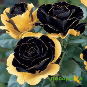 Роза Ханни Сикл купить по цене от 700р. в интернет-магазине «Посадика» с доставкой почтой в в Клине и по всей России – [изображение №1].