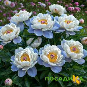 Пион акварельный Этюд купить по цене от 806р. в интернет-магазине «Посадика» с доставкой почтой в в Клине и по всей России – [изображение №1].