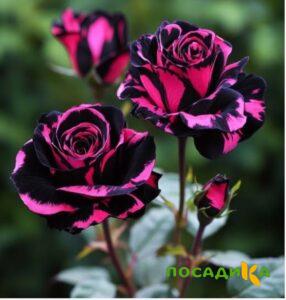 Роза Багровый Шепот купить по цене от 366р. в интернет-магазине «Посадика» с доставкой почтой в в Клине и по всей России – [изображение №1].