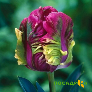 Тюльпан Экзотик Хэвен купить по цене от 186р. в интернет-магазине «Посадика» с доставкой почтой в в Клине и по всей России – [изображение №1].